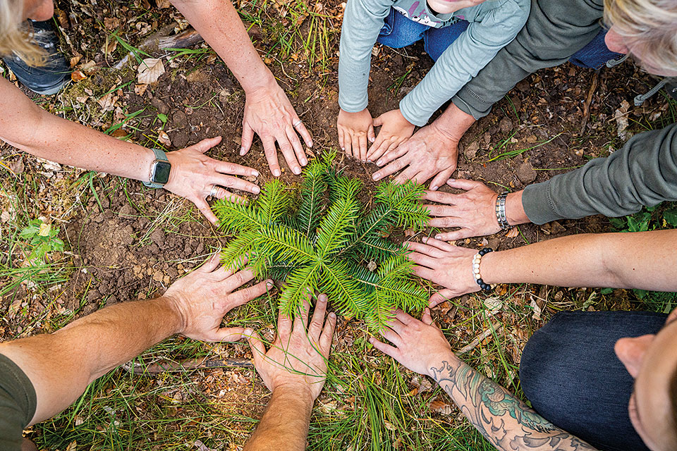 Ein frisch gepflanzter Nadelbaum, darum legen Menschen ihre Hände auf den Boden